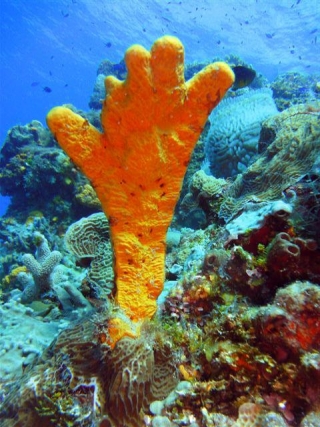  Coral reefs 